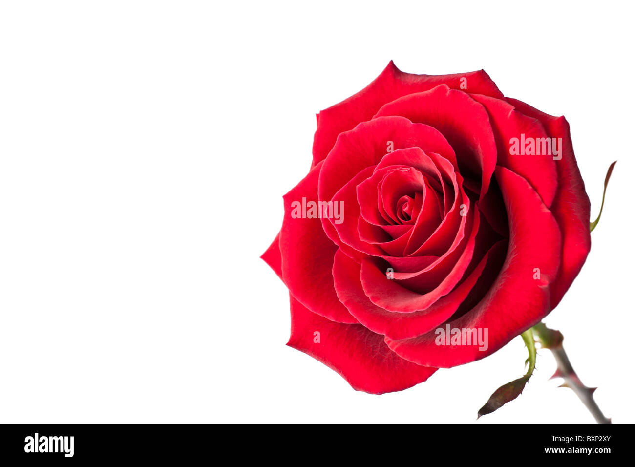 Single Red Rose on a white background Stock Photo Alamy
