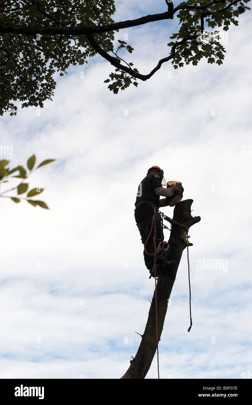 Tree surgeon cutting down an old diseased tree with a chainsaw, Whalley ...