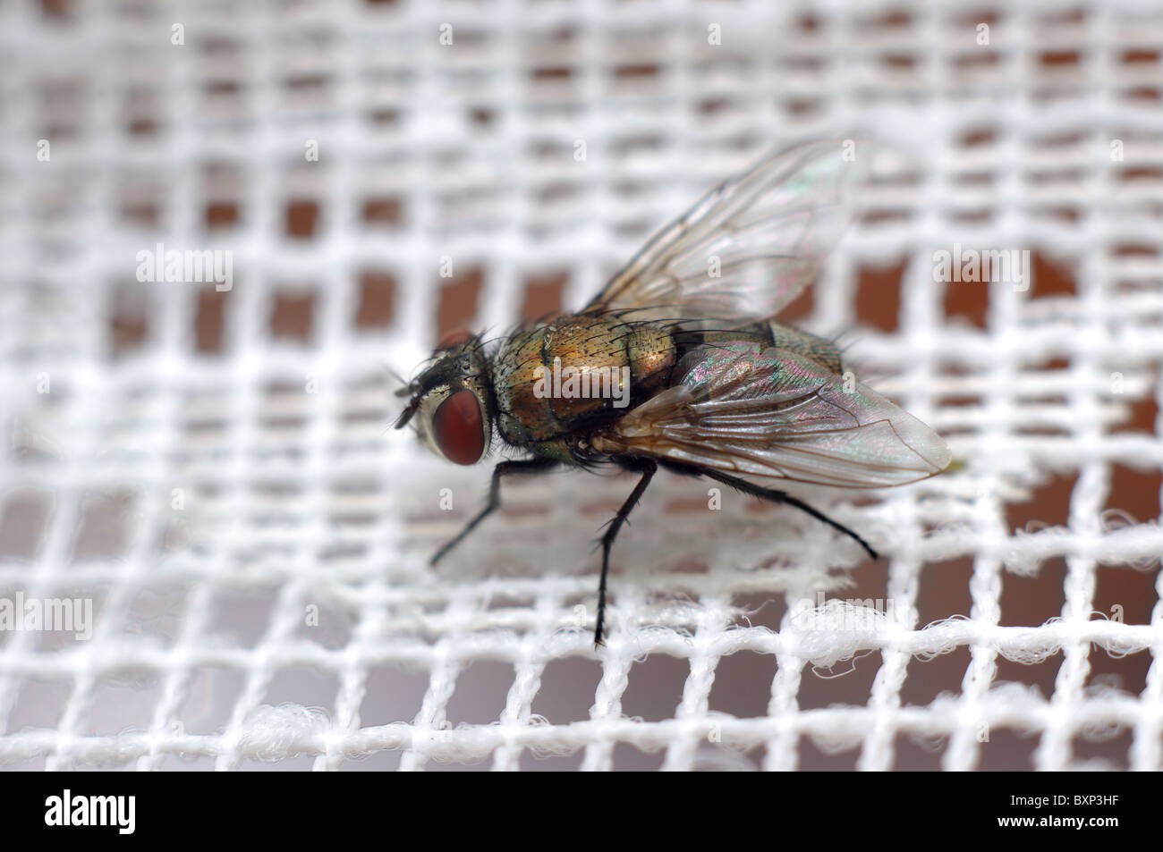 Macro photo of a house fly  (Musca domestica) Stock Photo