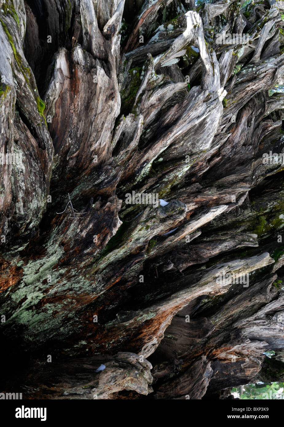 Sequoia trees Sequoiadendron giganteum Mariposa Grove Yosemite National ...