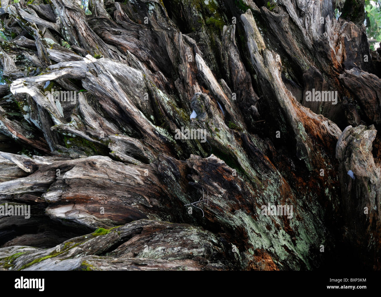 Redwood roots hi-res stock photography and images - Alamy