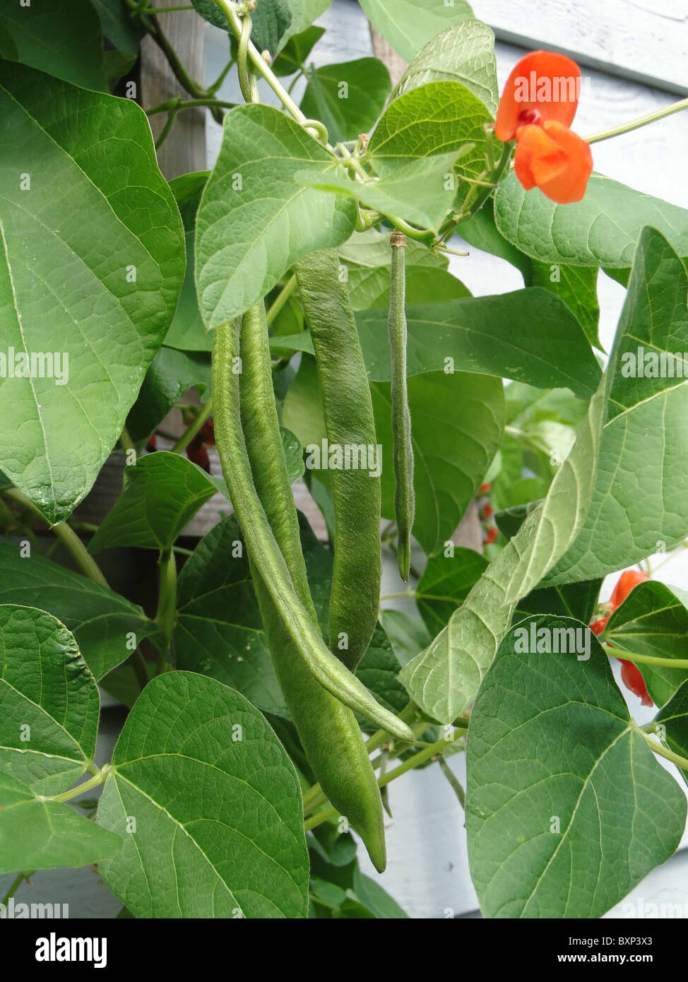 Scarlet runner beans hires stock photography and images Alamy