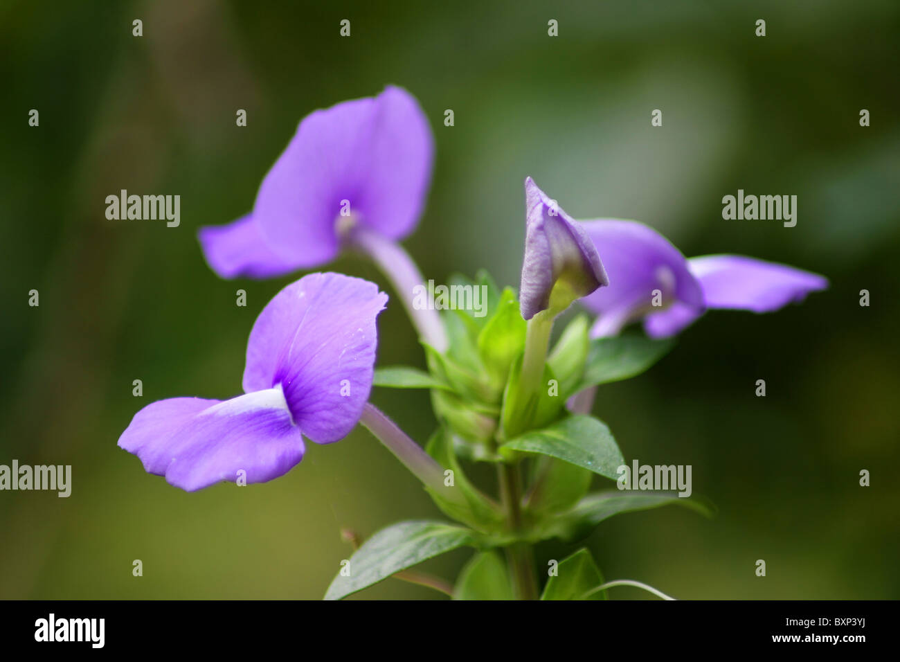 Indian Violet flower, Stock Photo