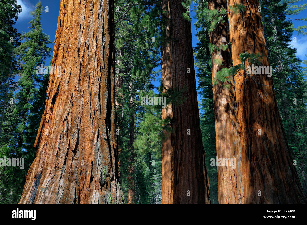 Sequoia trees Sequoiadendron giganteum Mariposa Grove Yosemite National ...