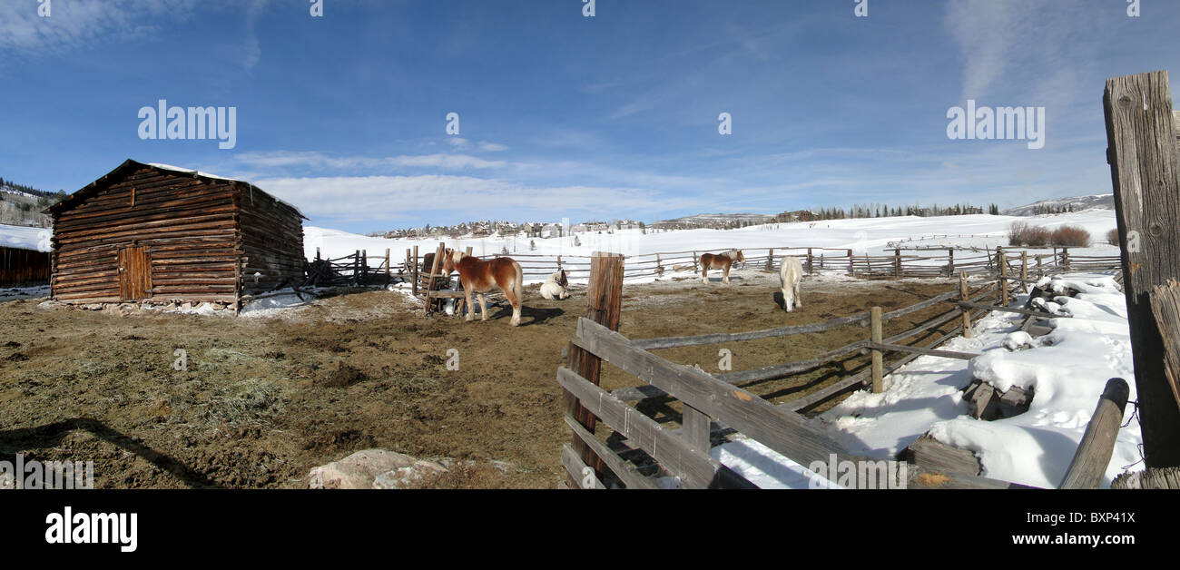 Draft horses in stable yard surrounded by winter snow, Colorado Stock Photo