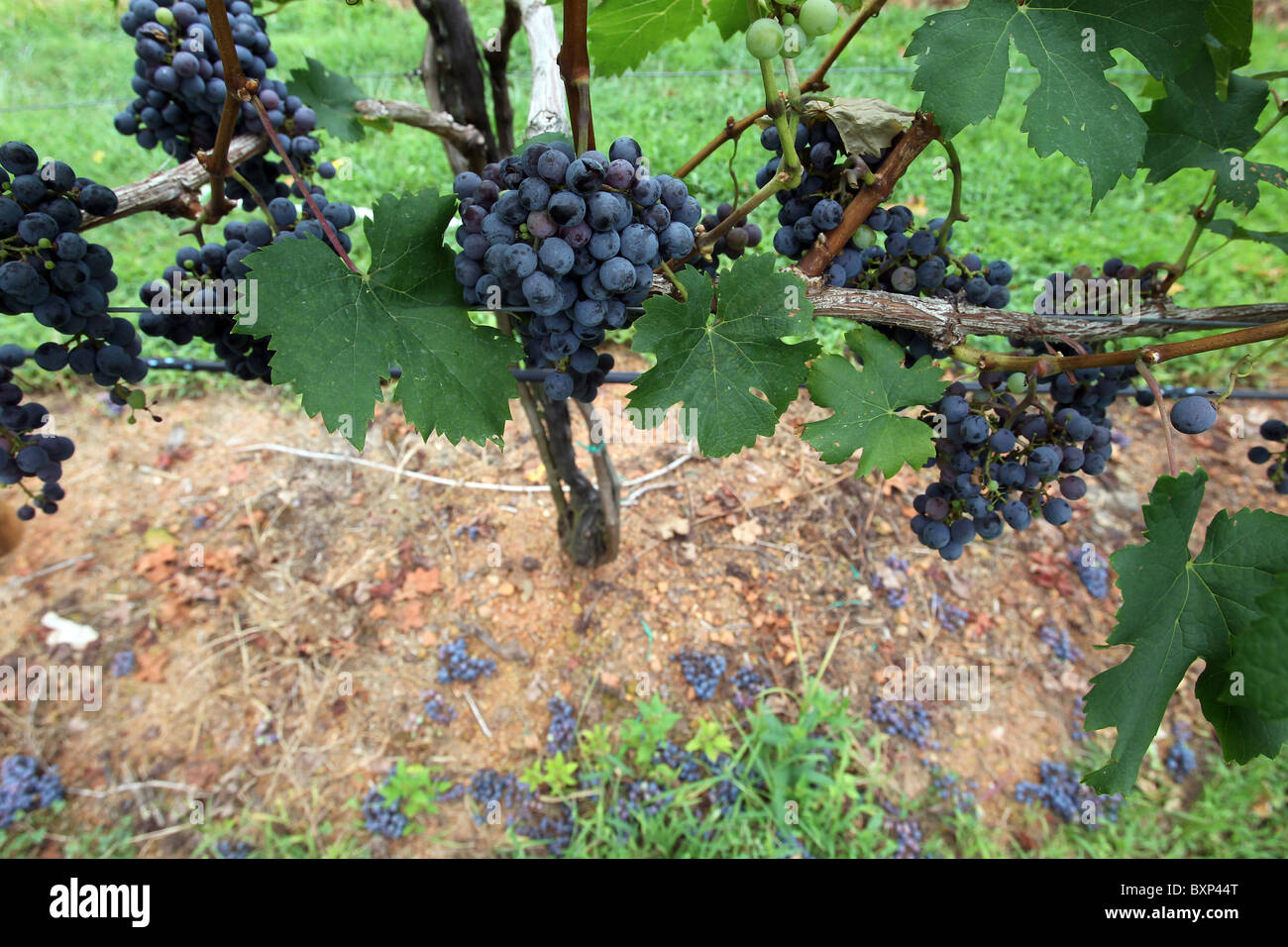 Grapes grow to fullness on a local vineyard farm in Charlottesville