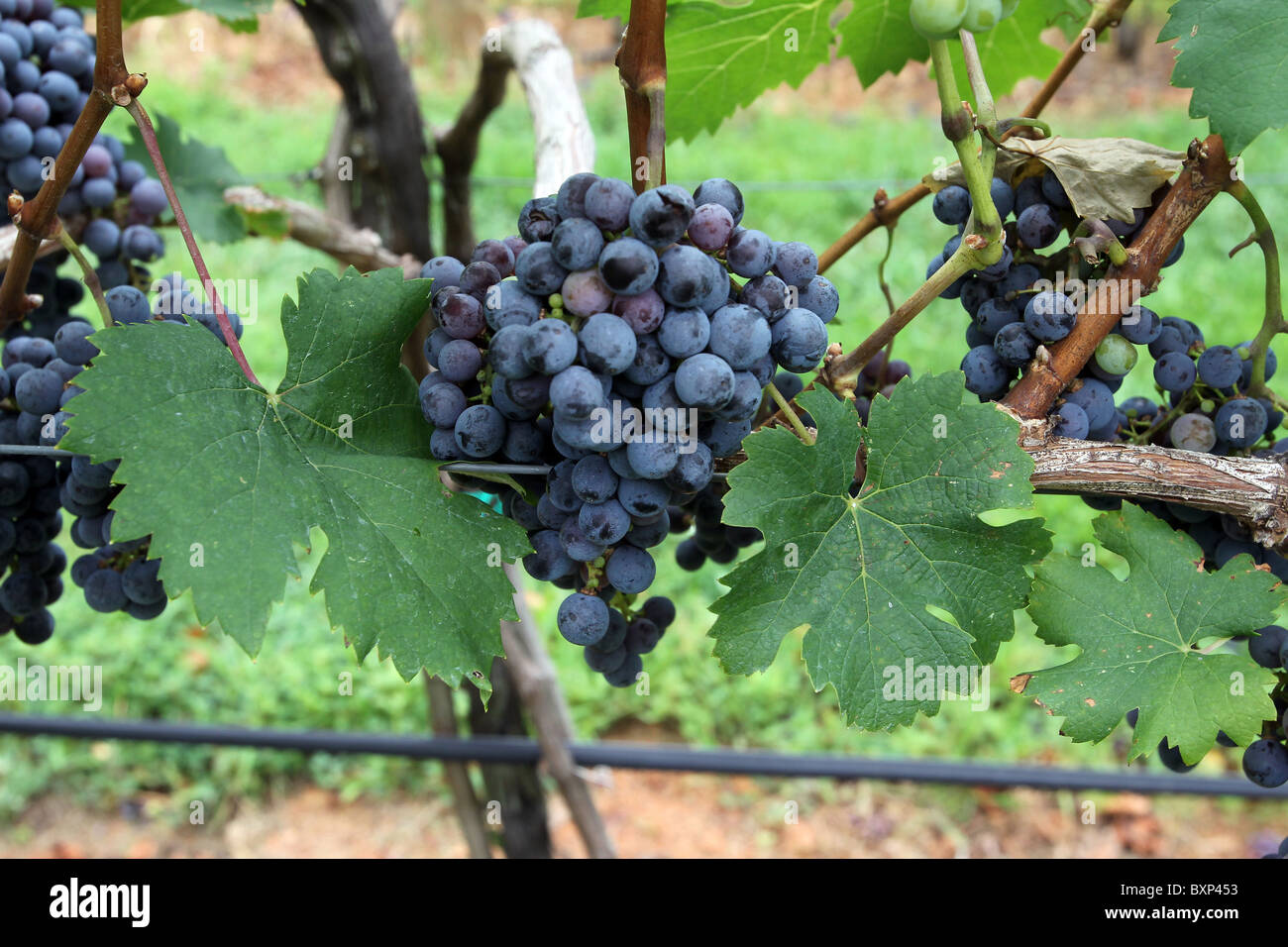 Grapes grow to fullness on a local vineyard farm in Charlottesville