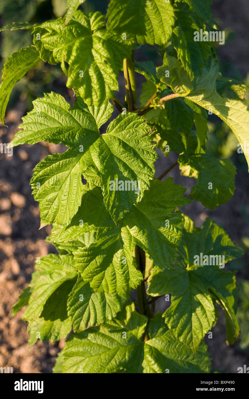 Close-up of Maturing Hops Plant (Humulus lupulus) on String, Czech Republic Stock Photo