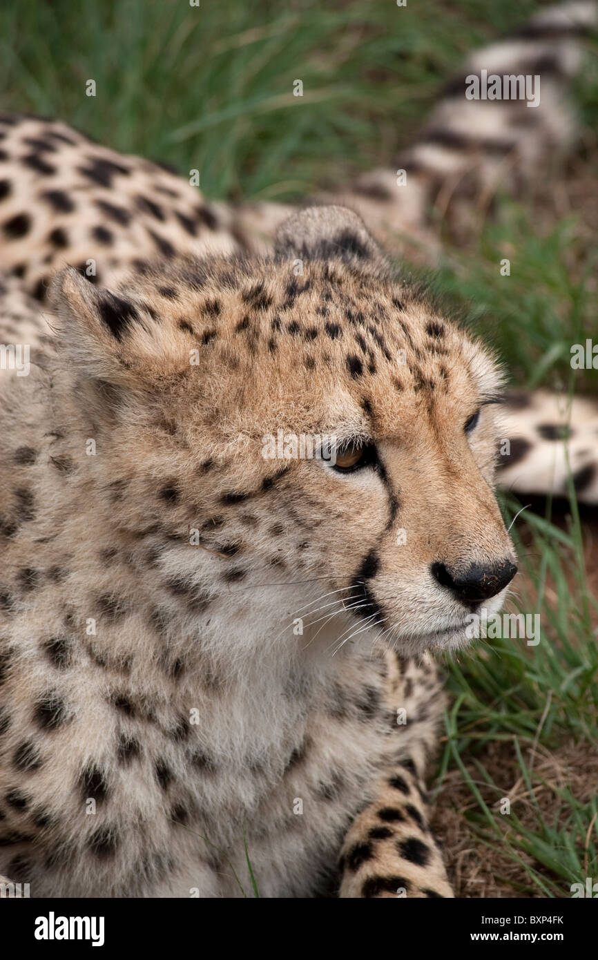Cheetah (Acinonyx jubatus) at the Anne van Dyk Cheetah Centre, De Wildt Stock Photo