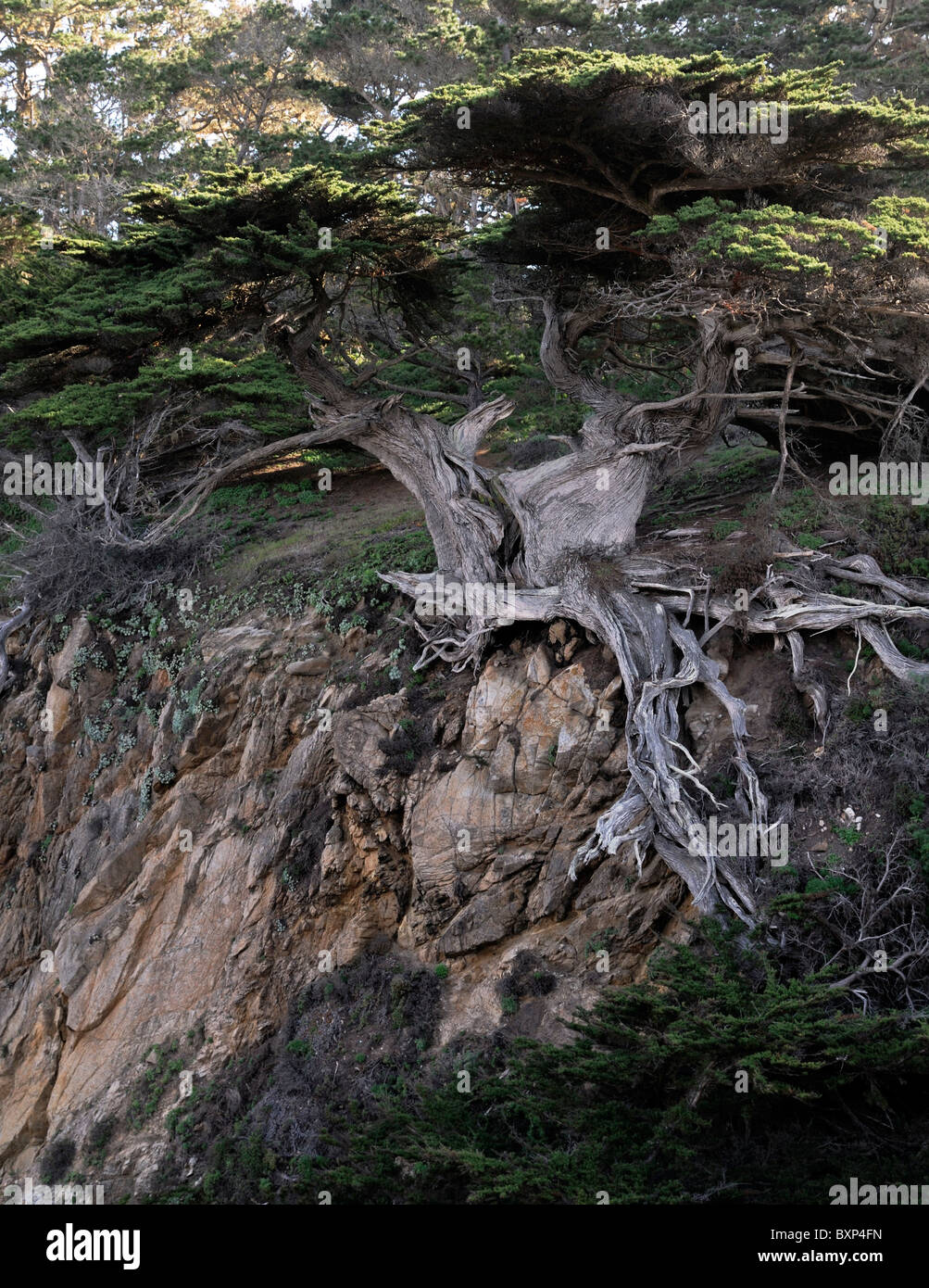 The old veteran cypress tree Point Lobos coast coastal coastline State Reserve monterey bay rocky scenery California USA Stock Photo