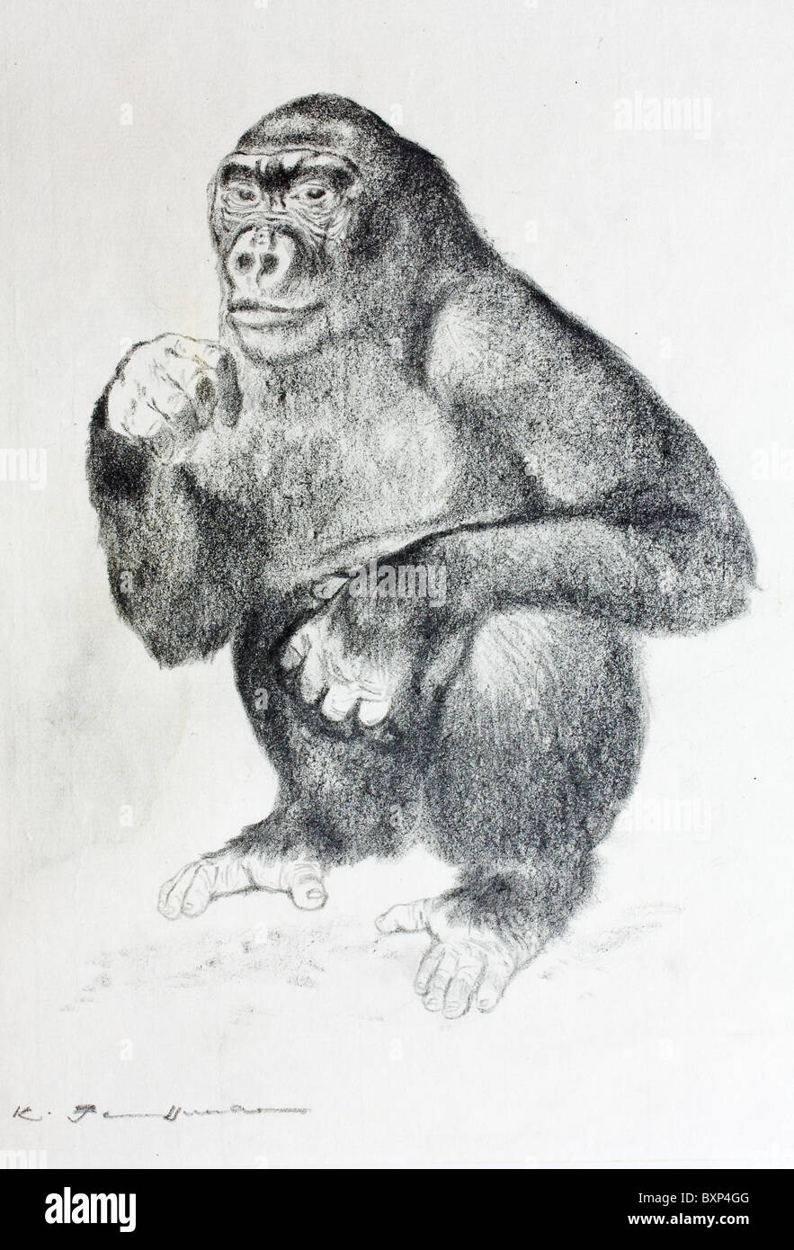 Gorilla, charcoal on paper by Kurt Tessmann Stock Photo