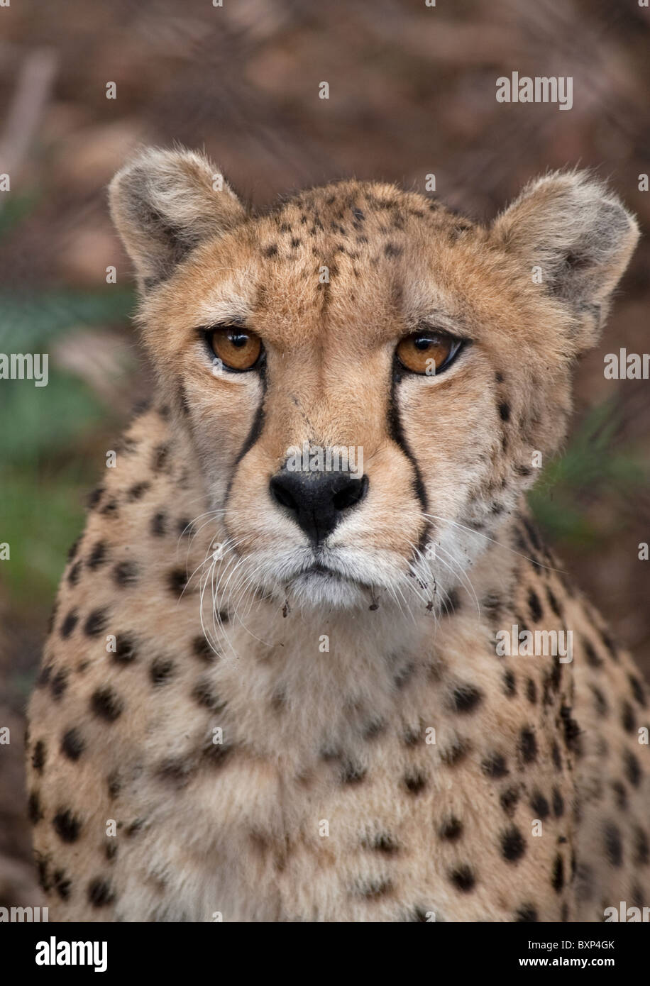 Cheetah (Acinonyx jubatus) at the Anne van Dyk Cheetah Centre, De Wildt Stock Photo