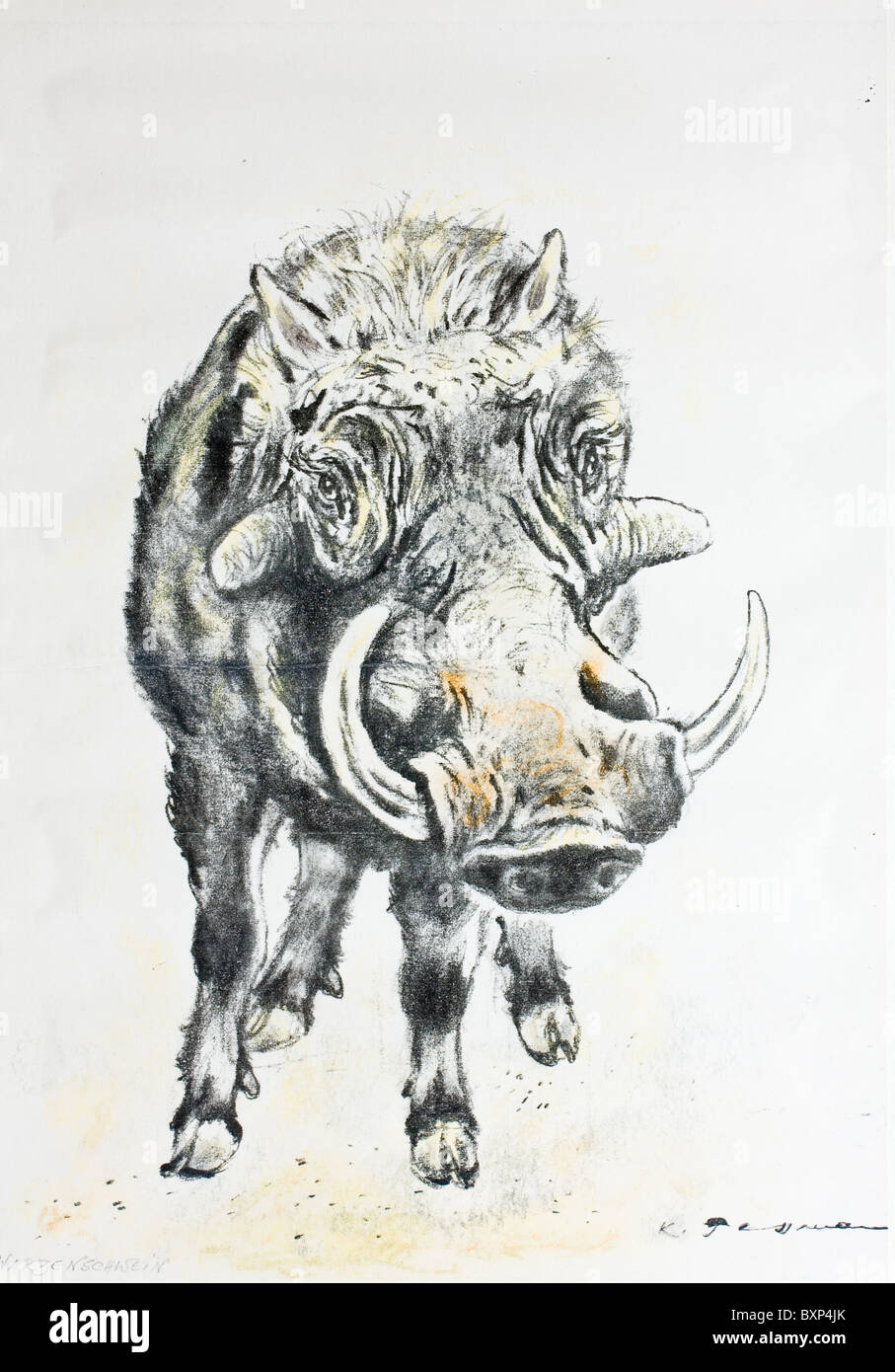 micron pen and watercolour warthog 