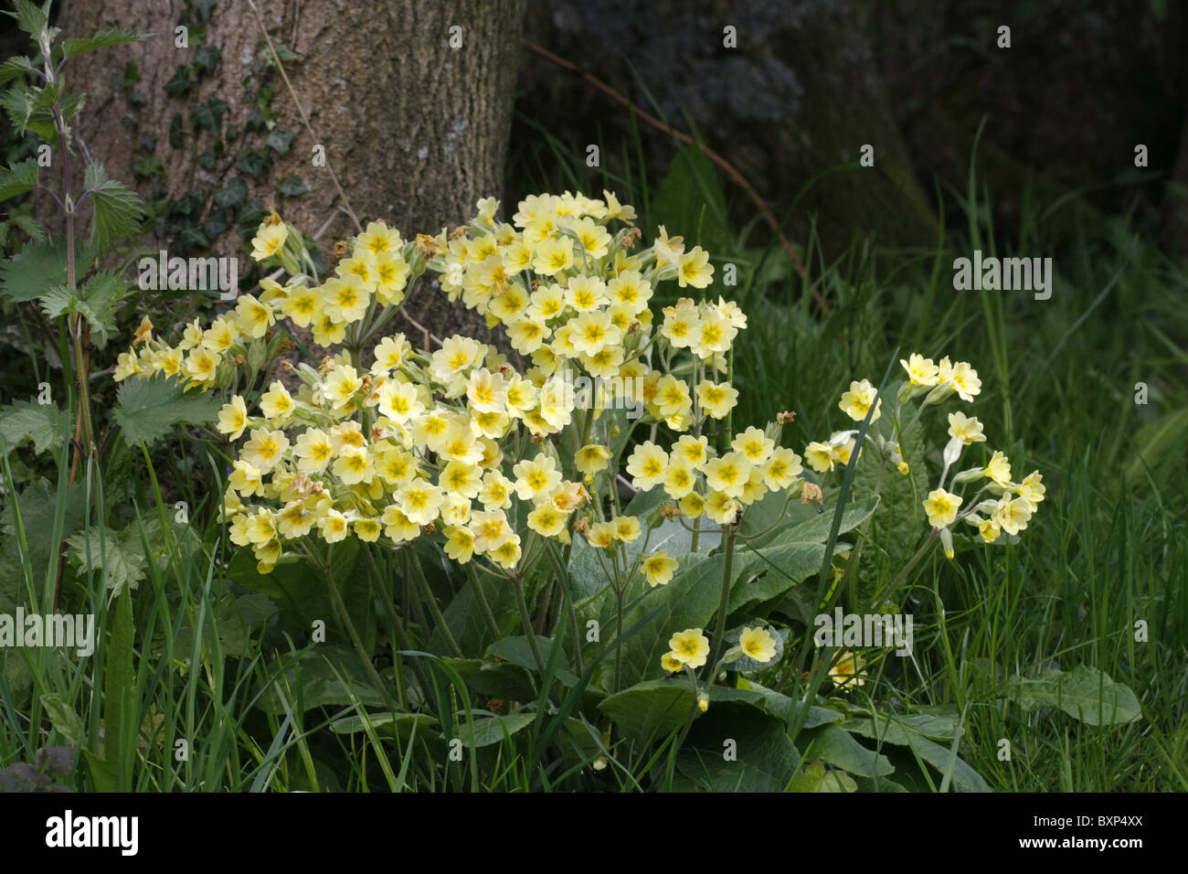 False Oxlip - Primula vulgaris x veris (P, polyantha) Stock Photo