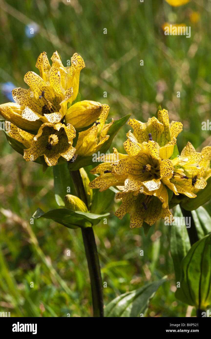 Spotted Gentian (Gentiana punctata) Stock Photo