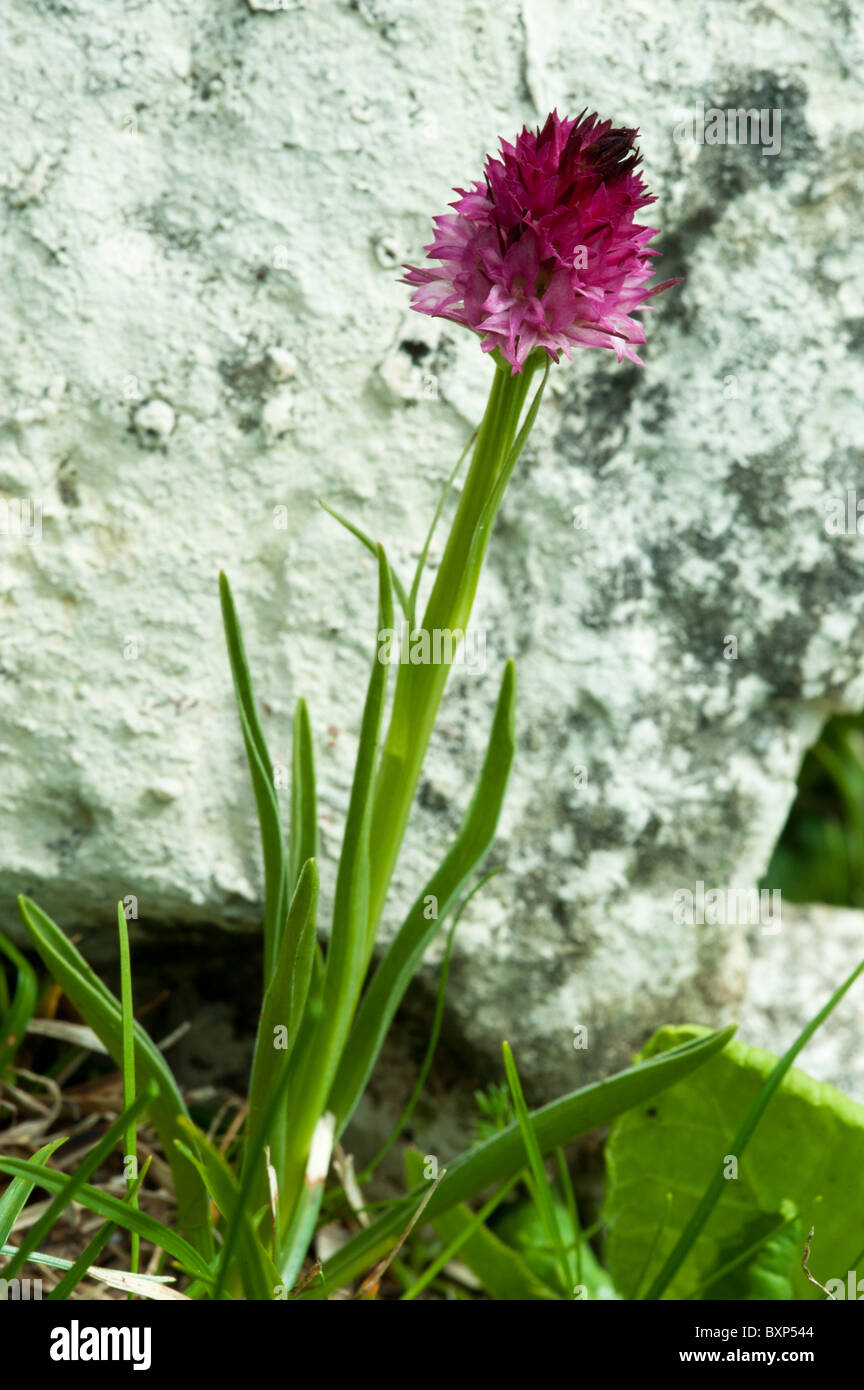 Black Vanilla Orchid (Nigritella rhellicani (nigra)) Stock Photo