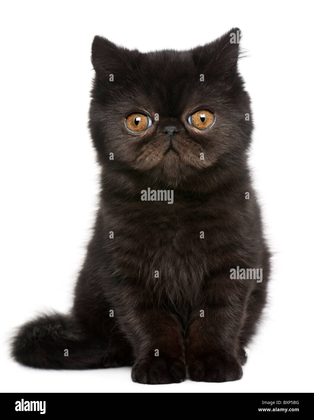 Exotic Shorthair Cat Kitten High Resolution Stock Photography And Images Alamy
