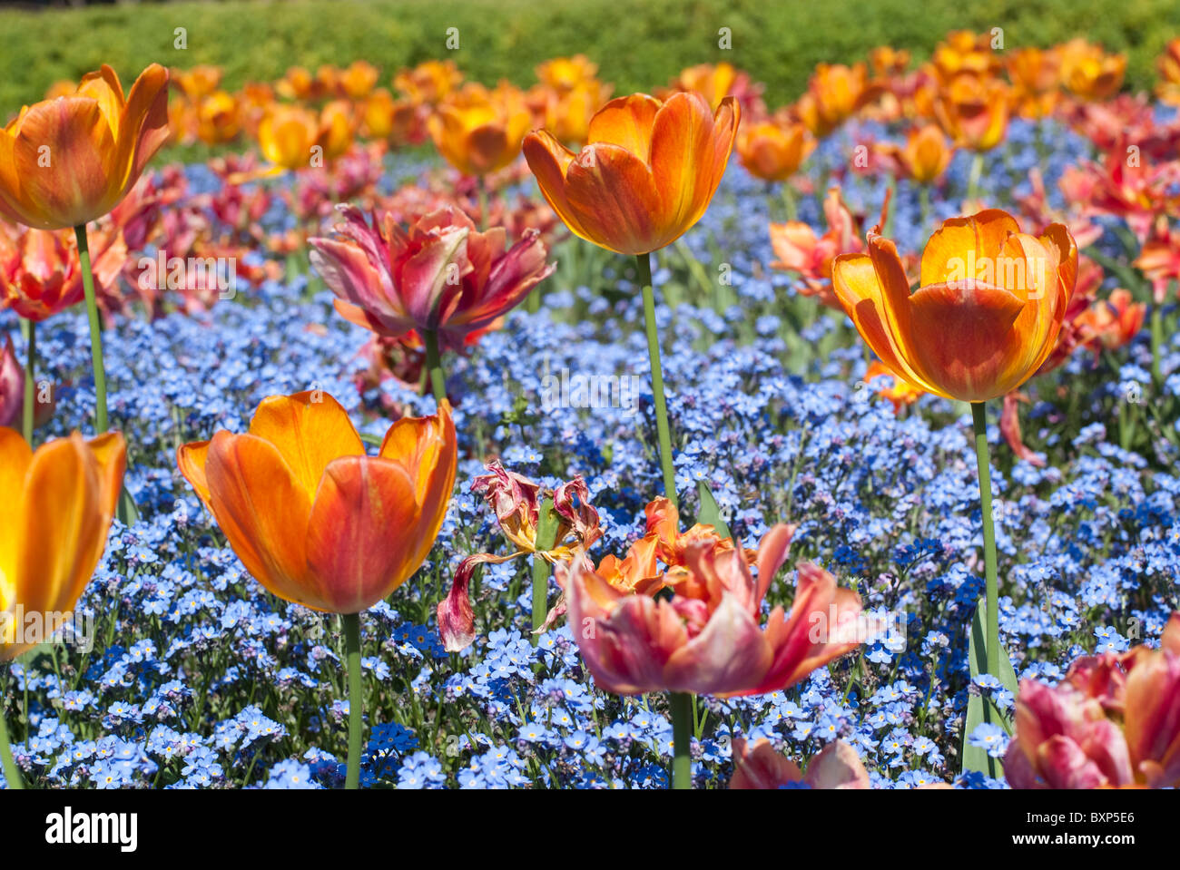 and orange tulips in Golders Hill Park garden, London