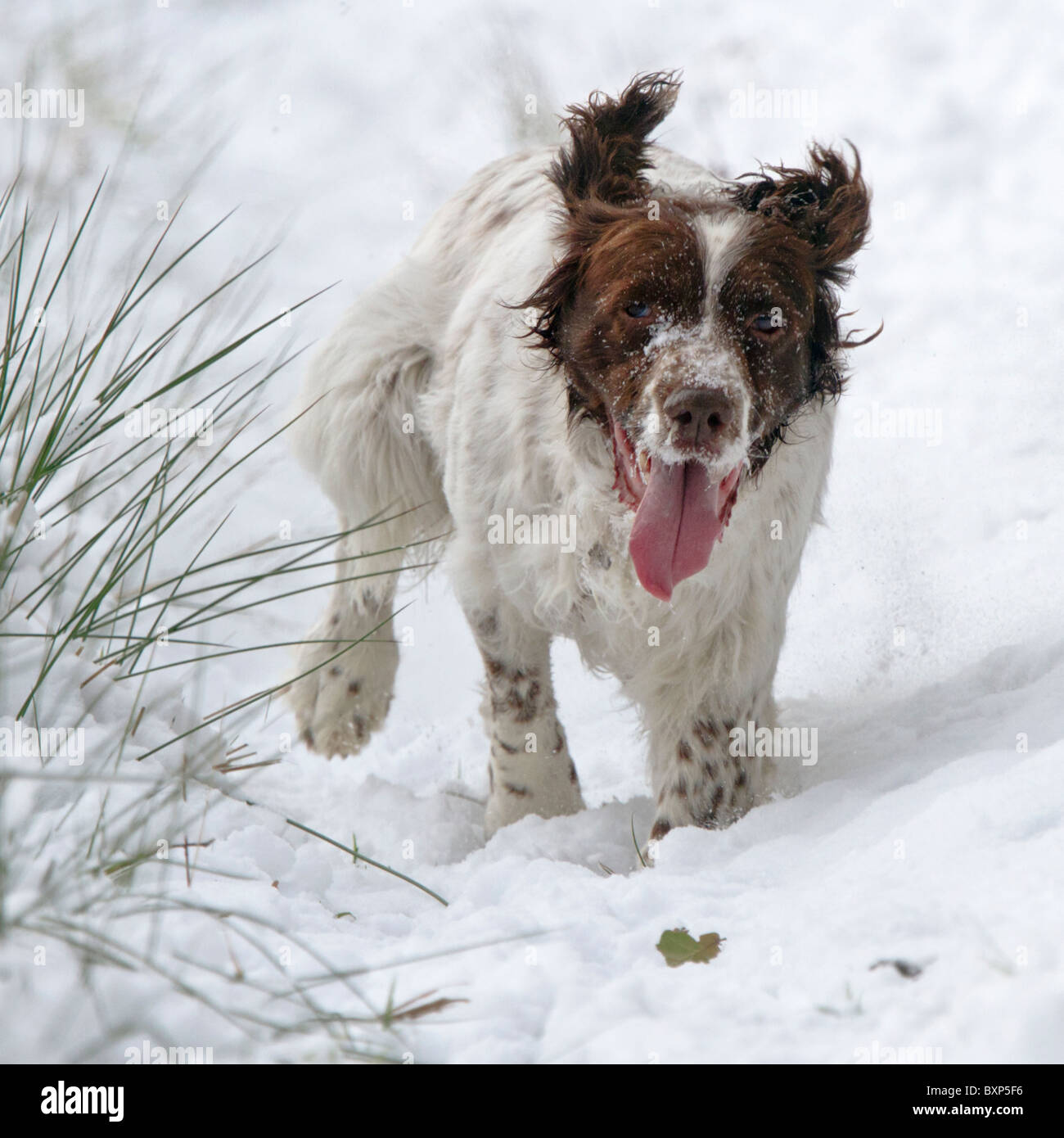Springer spaniel running through snow, tongue haning out Stock Photo