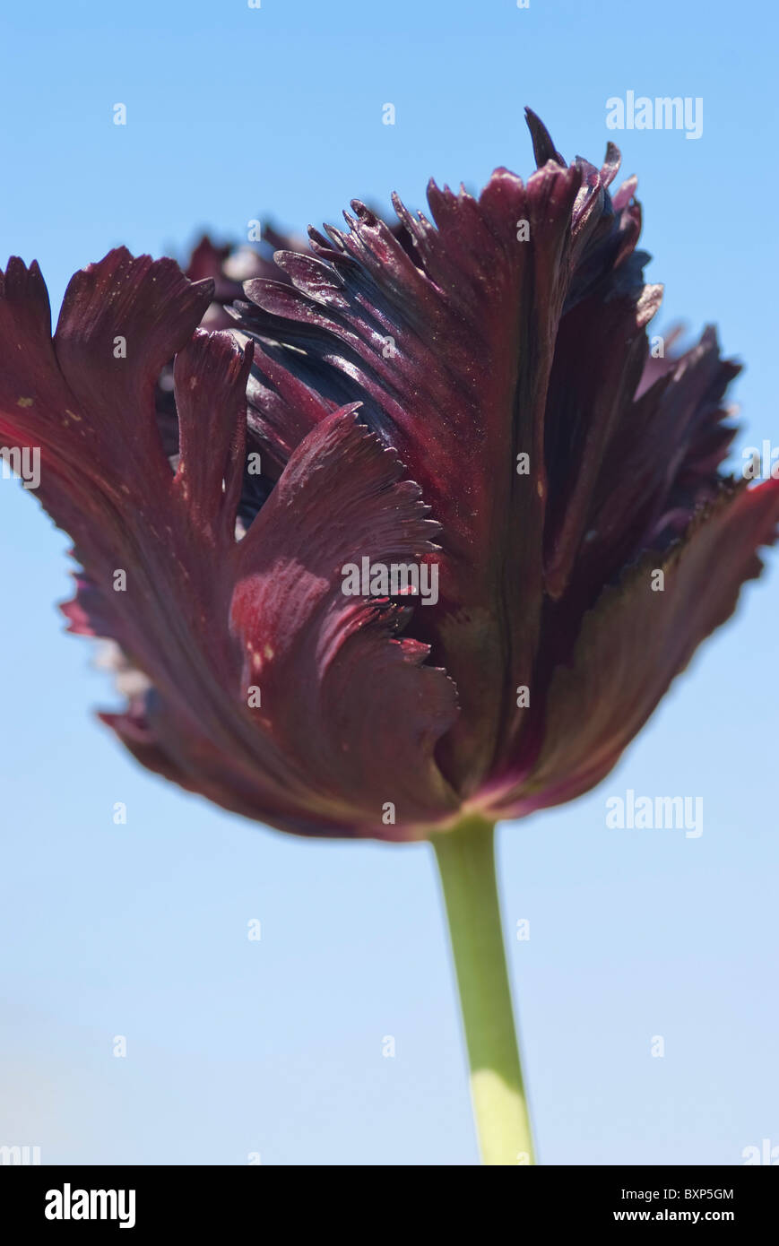 Parrot flower hires stock photography and images Alamy
