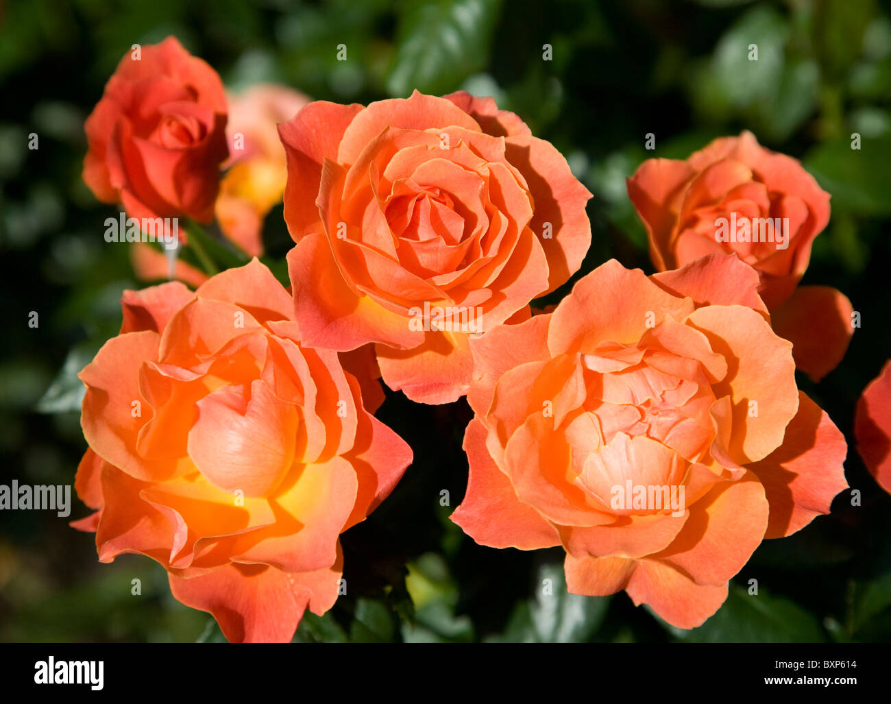 Fellowship Rose Growing Hi res Stock Photography And Images Alamy