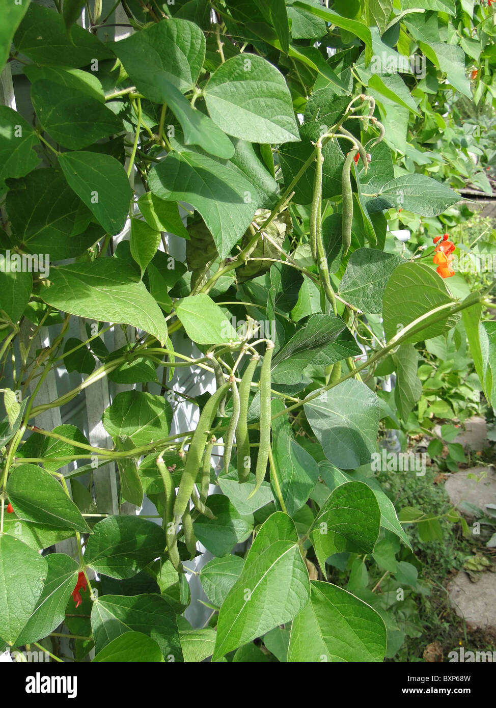 Scarlet runner beans on their vines, In Seattle garden Stock Photo Alamy