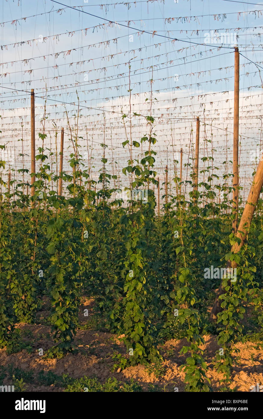 Strings with Hops (Humulus lupulus or Common hop) in a Hop Yard (Fileld) near Kokory, Moravia, Czech Republic Stock Photo