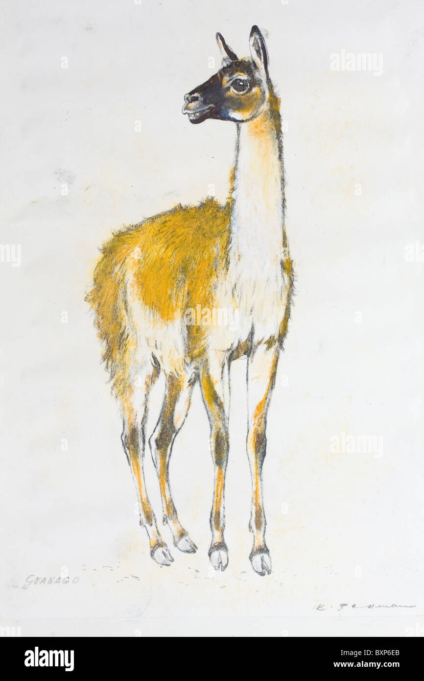 Guanaco llama (Lama guanicoe) portrait pastel chalk on paper by Kurt