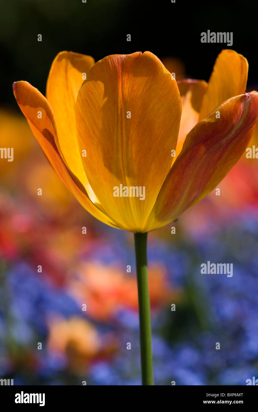 and orange tulips in Golders Hill Park garden, London