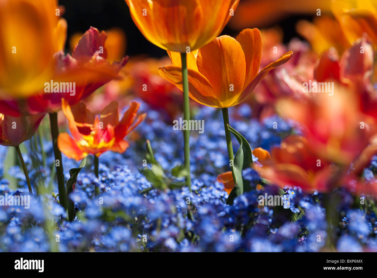 Orange tulips and forget-me-nots in Golders Hill Park Garden Stock Photo