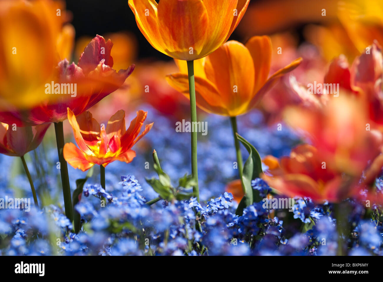Orange tulips and forget-me-nots in Golders Hill Park Garden Stock Photo