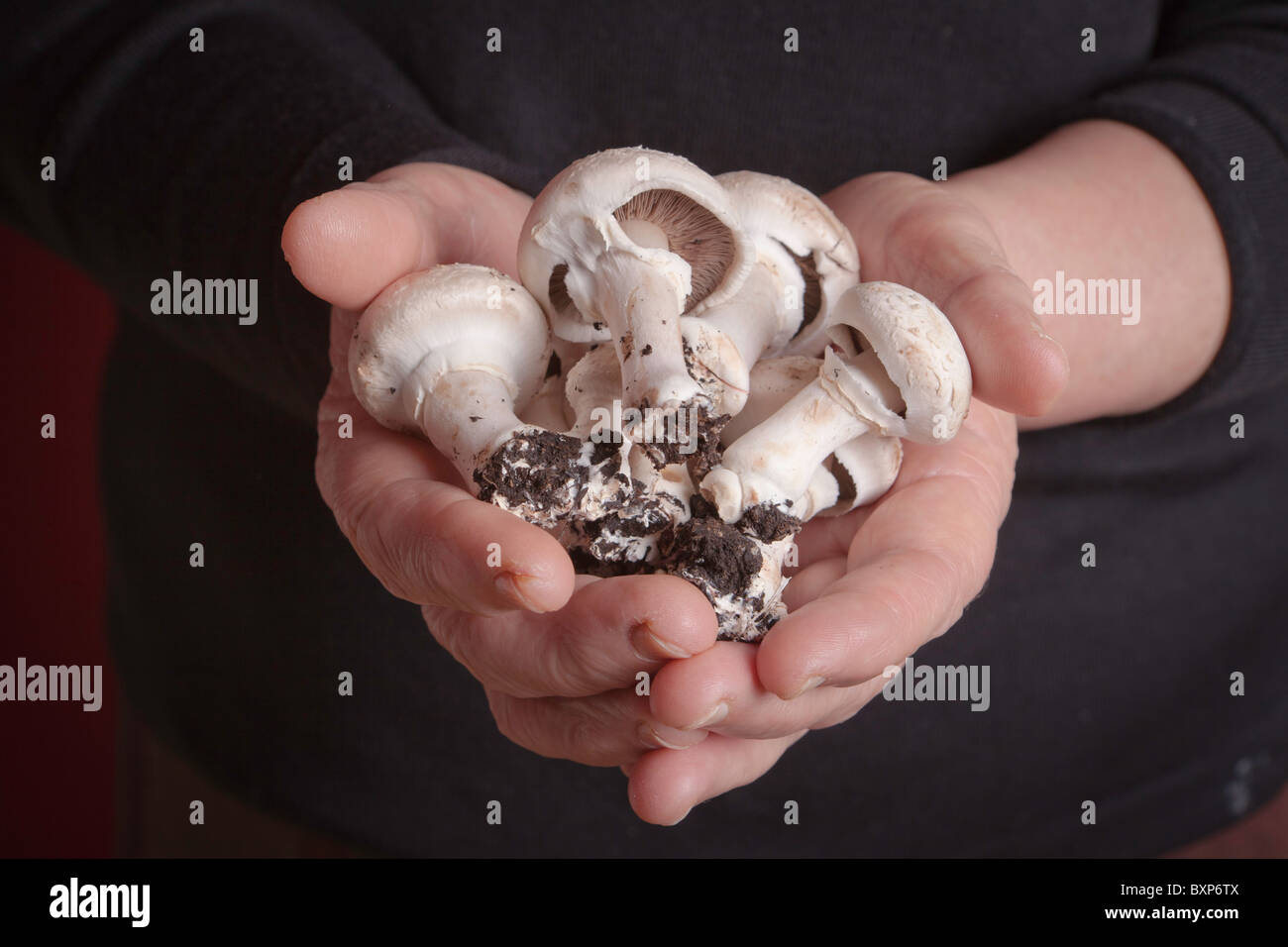 Close-up of farmer holding fresh mushrooms-Agaricus bisporus Stock Photo