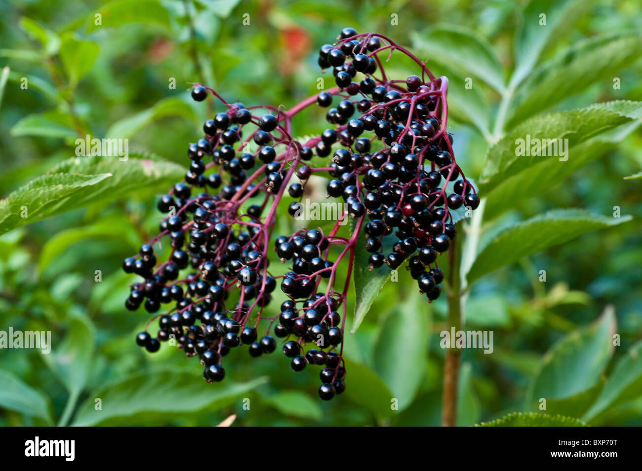A bunch of elderberries Stock Photo