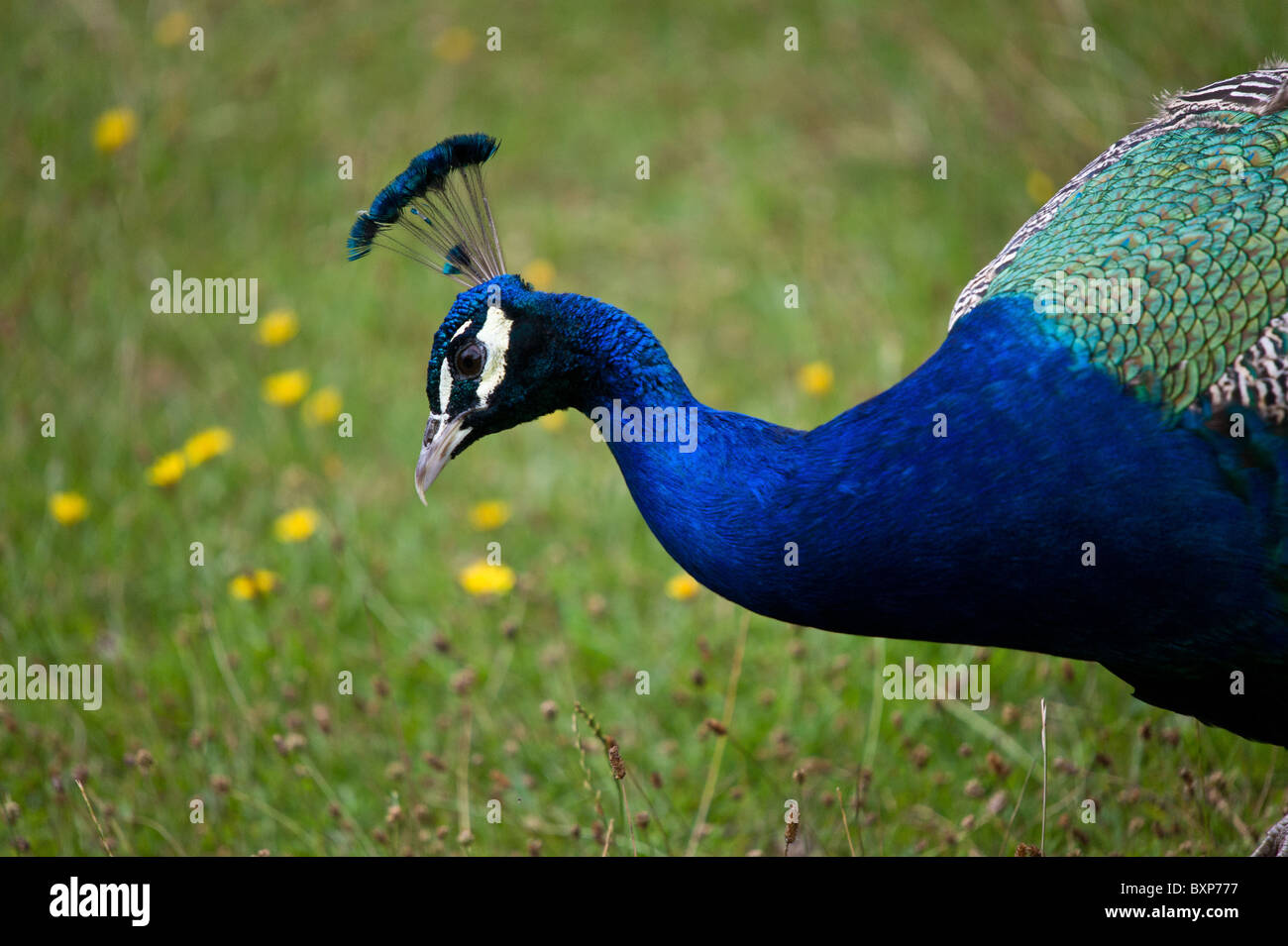 A mature peacock Stock Photo