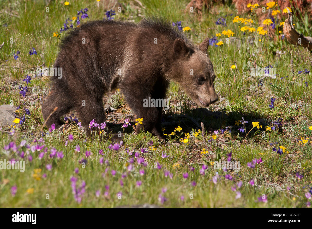 Stock photo of a grizzly bear cub walking through a meadow of flowers, Yellowstone National Park. Stock Photo