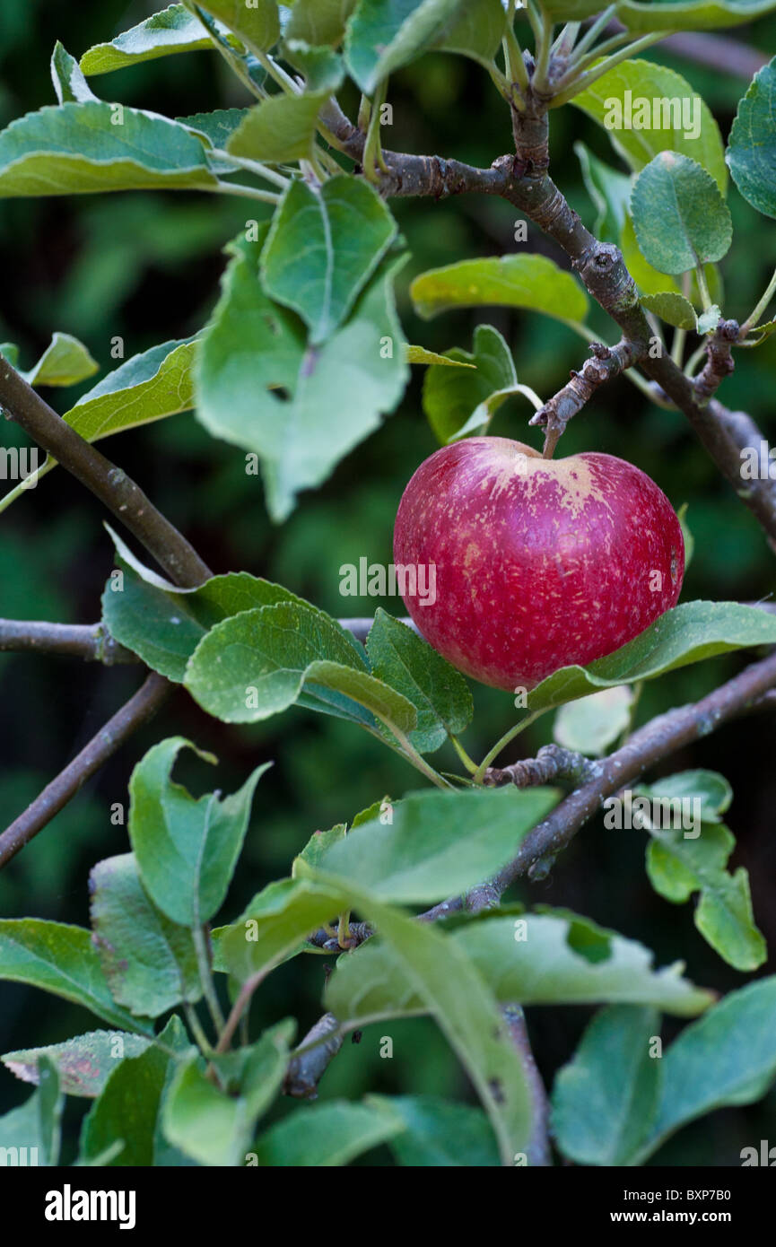 A Worcester Pearman Apple traditional variety Stock Photo