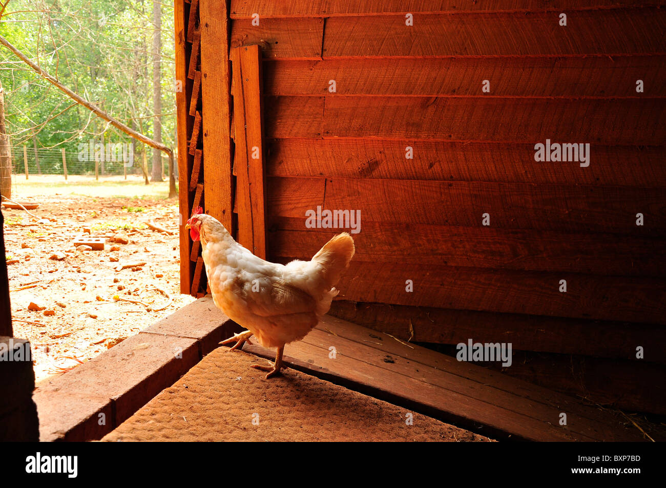Chicken Coop Stock Photos Chicken Coop Stock Images Alamy