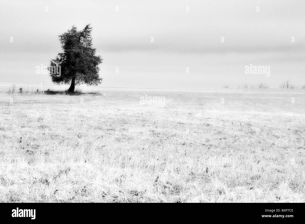 Lonely Tree In Winter Stock Photo - Alamy