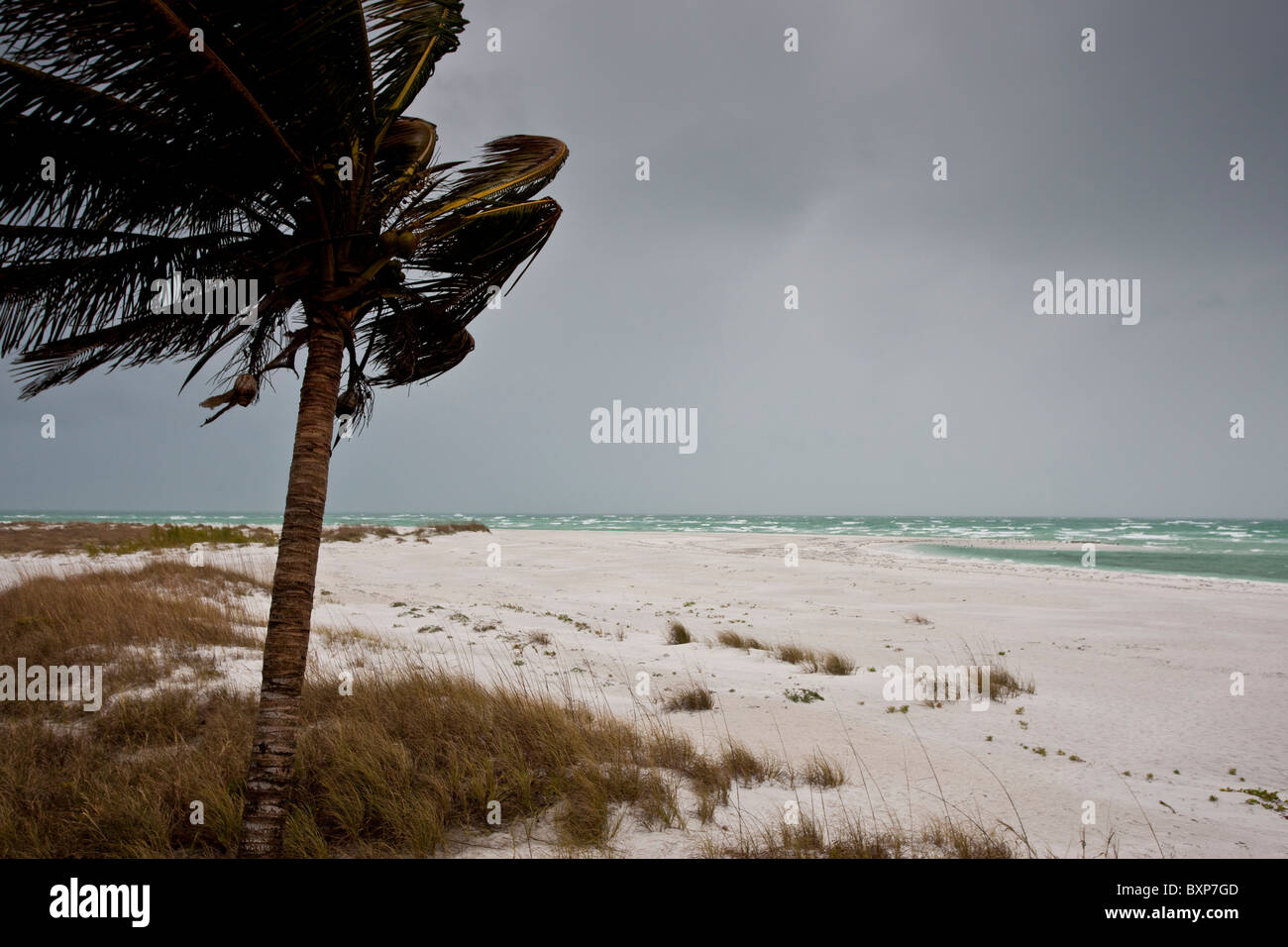 Coconut palm tree in stormy weather Anna Maria Island, Florida, USA Stock Photo Alamy