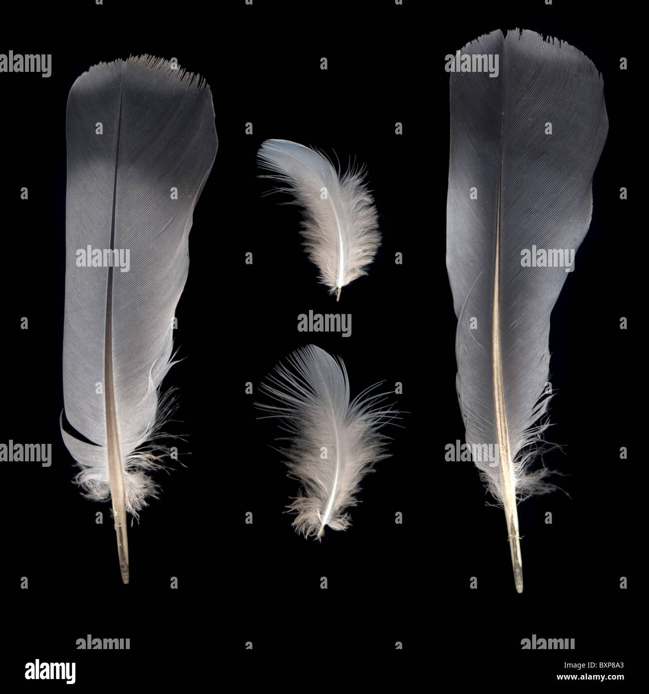 Pigeon feathers isolated on black background Stock Photo - Alamy