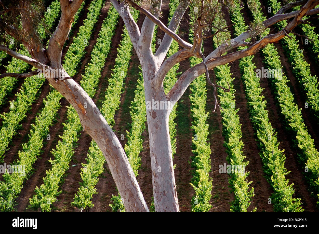 Aus Ald8 8 Stock Photo - Alamy