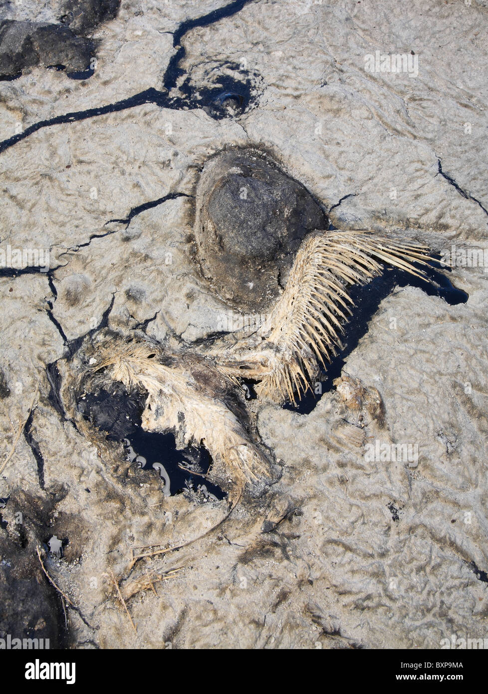 bird killed in Gulf of Mexico oil spill disaster Stock Photo