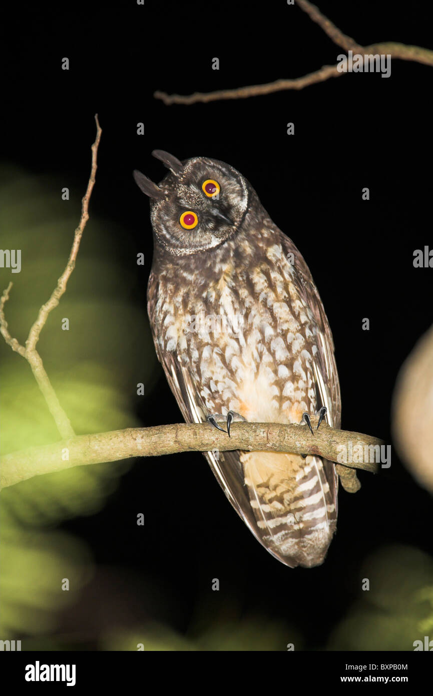 Stygian Owl Asio stygius perched in tree at night at Zapata Peninsular, Republic of Cuba in April. Stock Photo