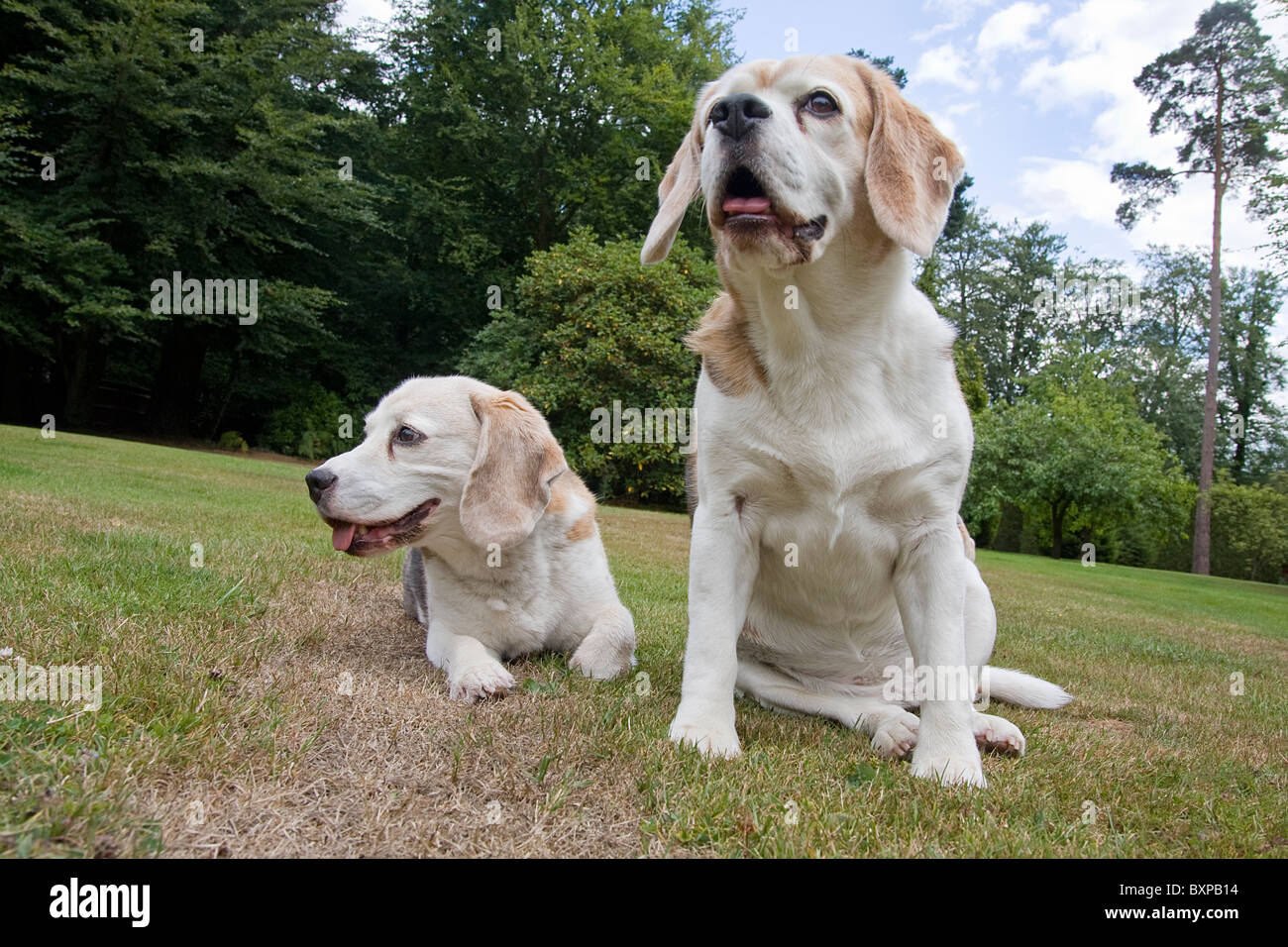 two elderly beagles Stock Photo Alamy