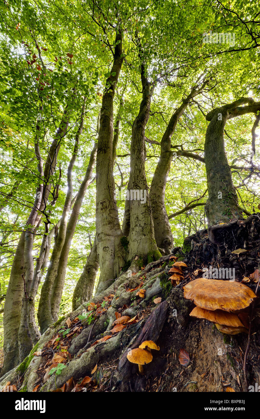 Wood rotting fungi growing on beech tree roots Stock Photo