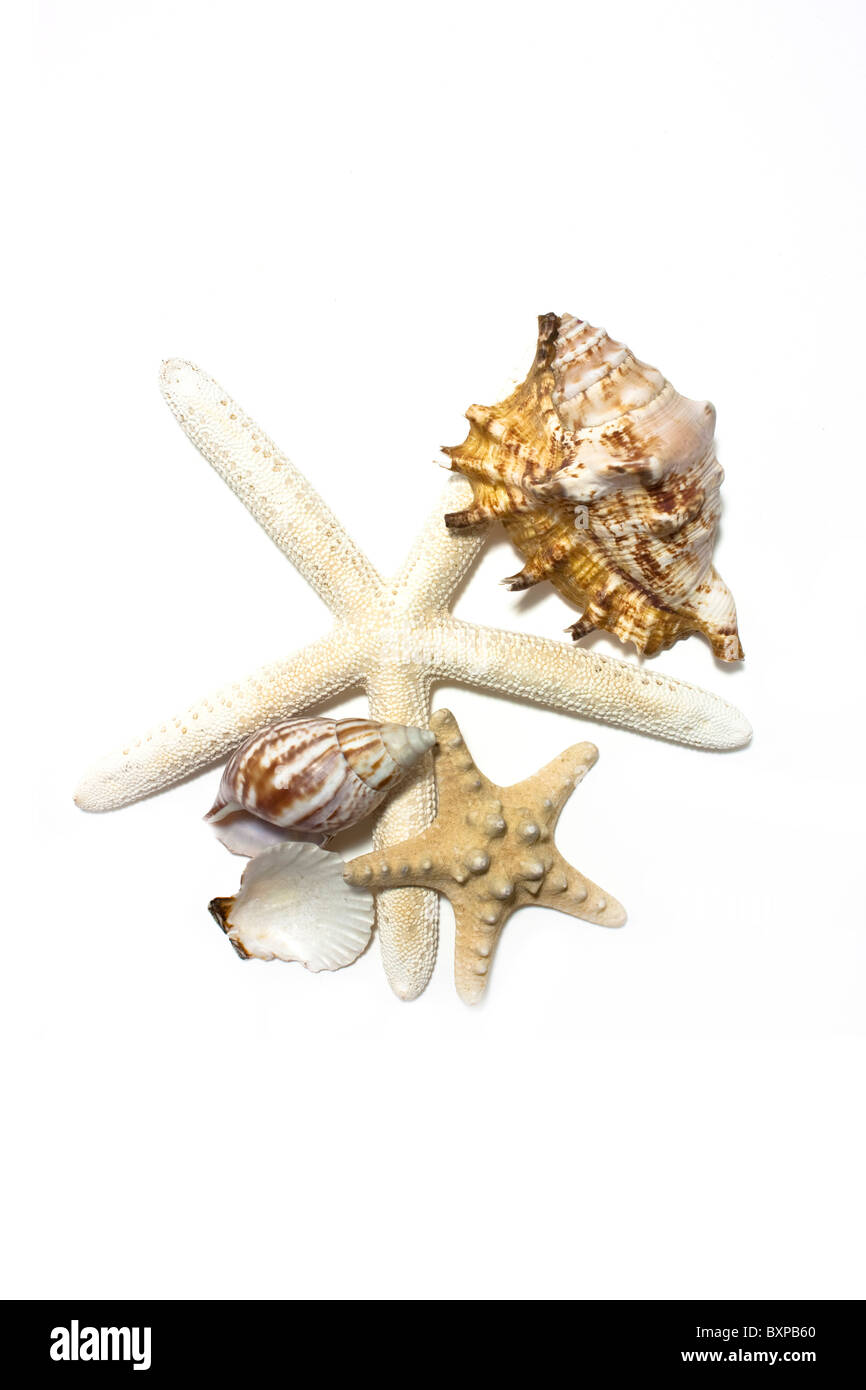 starfish and shells set on white background Stock Photo - Alamy