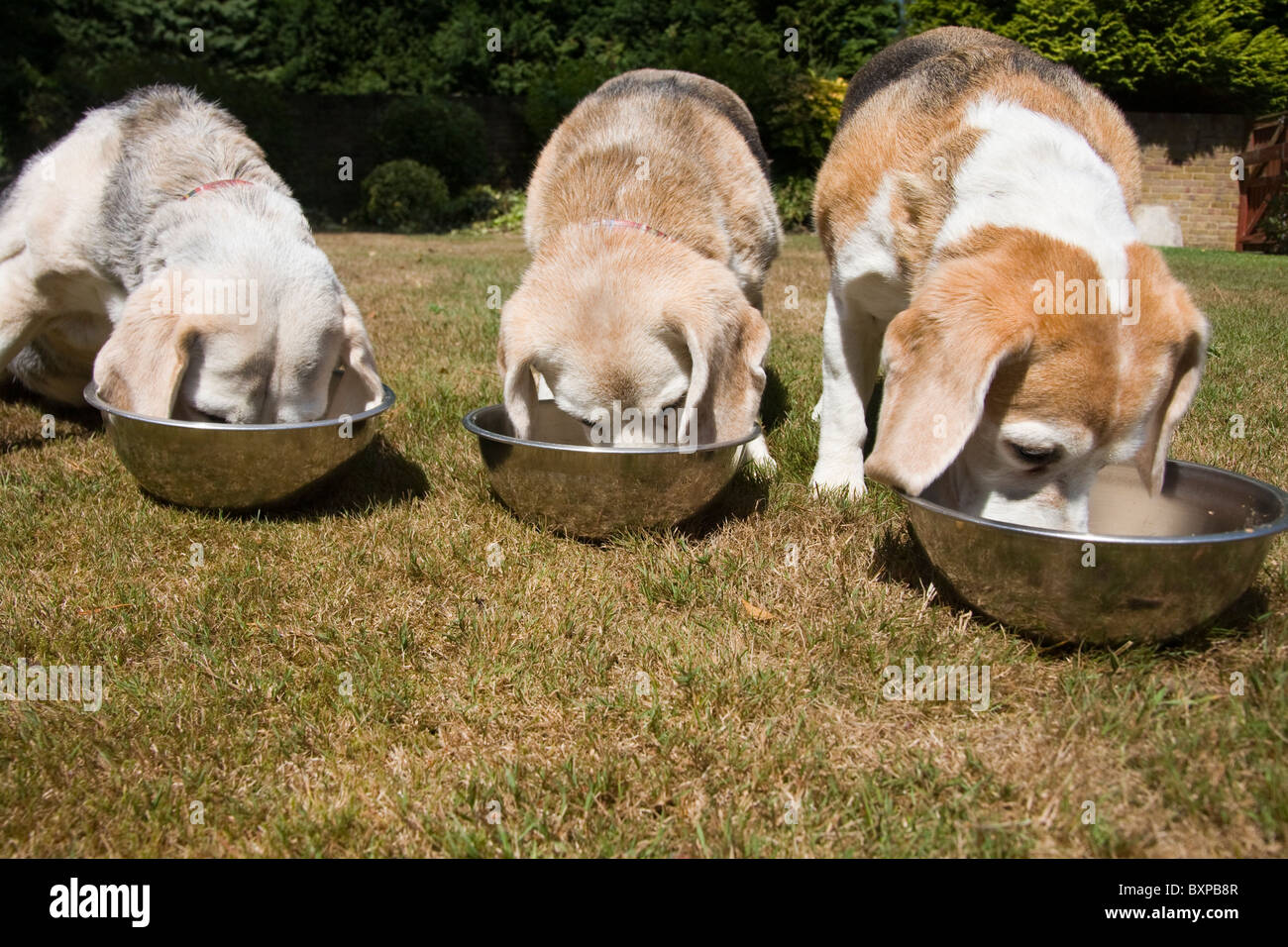 three elderly dogs eating Stock Photo Alamy