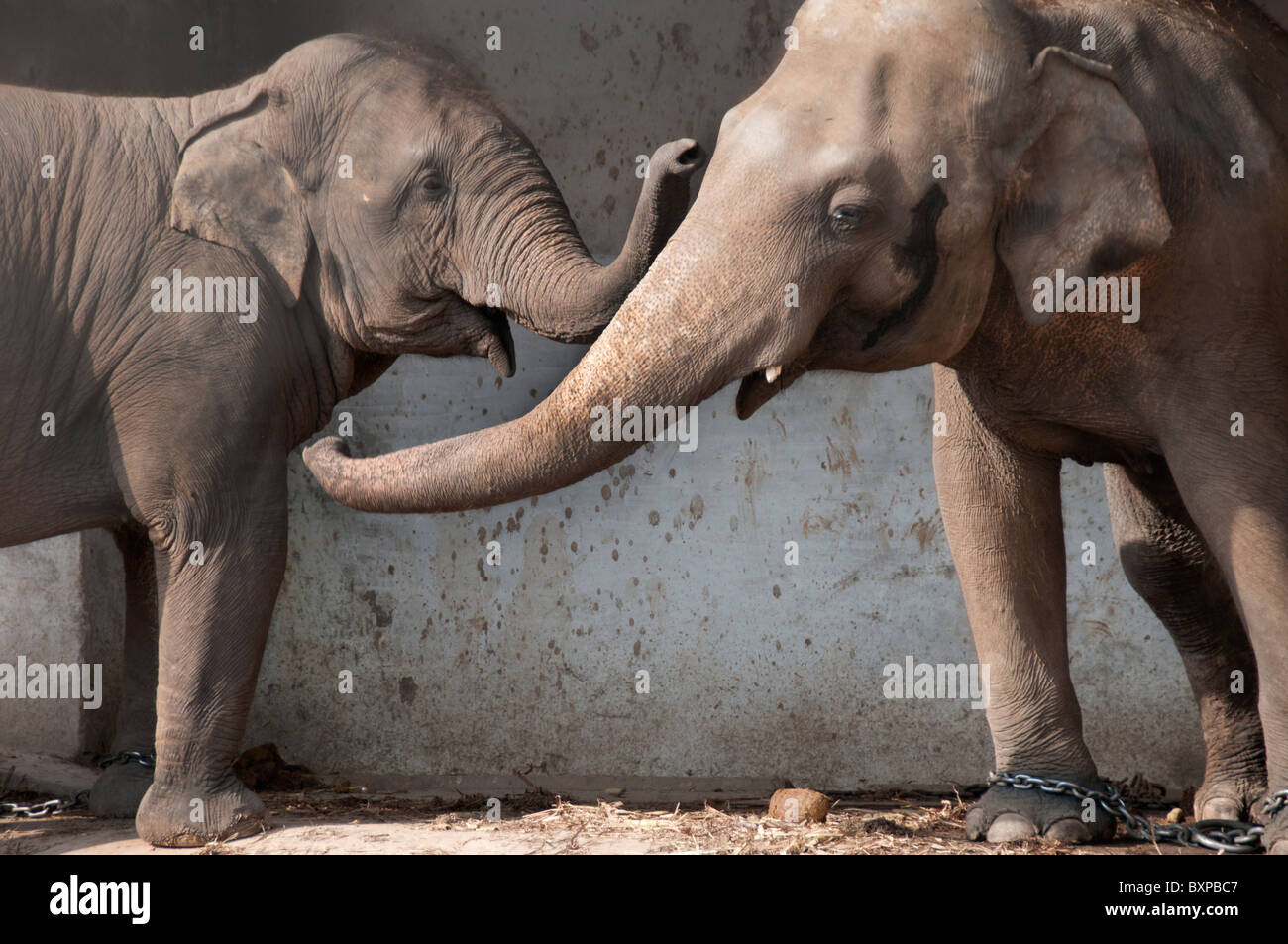Islamabad zoo two elephants communicate with each other, waving their