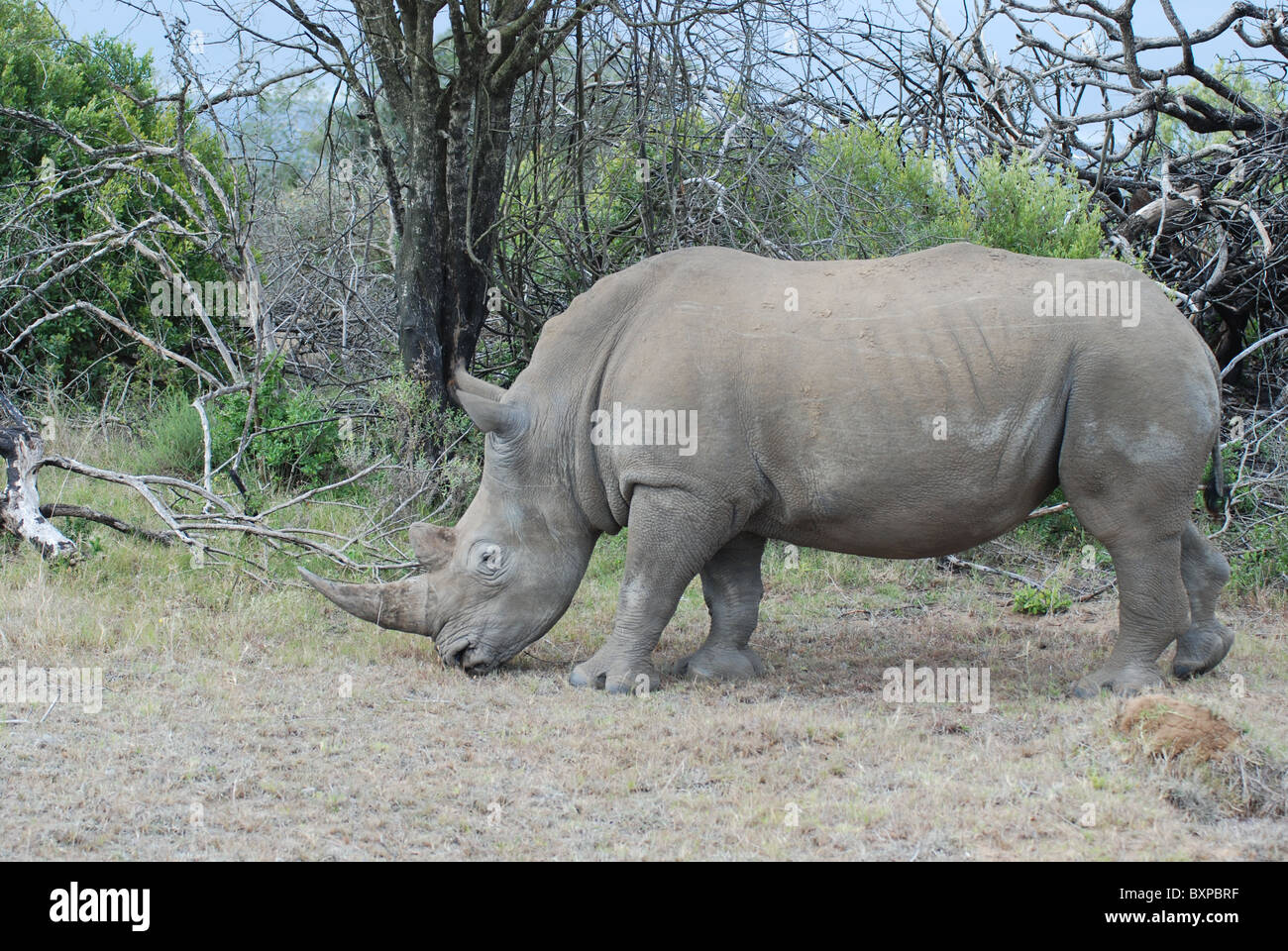 White Rhinoceros - Rhinos - in Schotia Private Game Reserve, South Africa Stock Photo