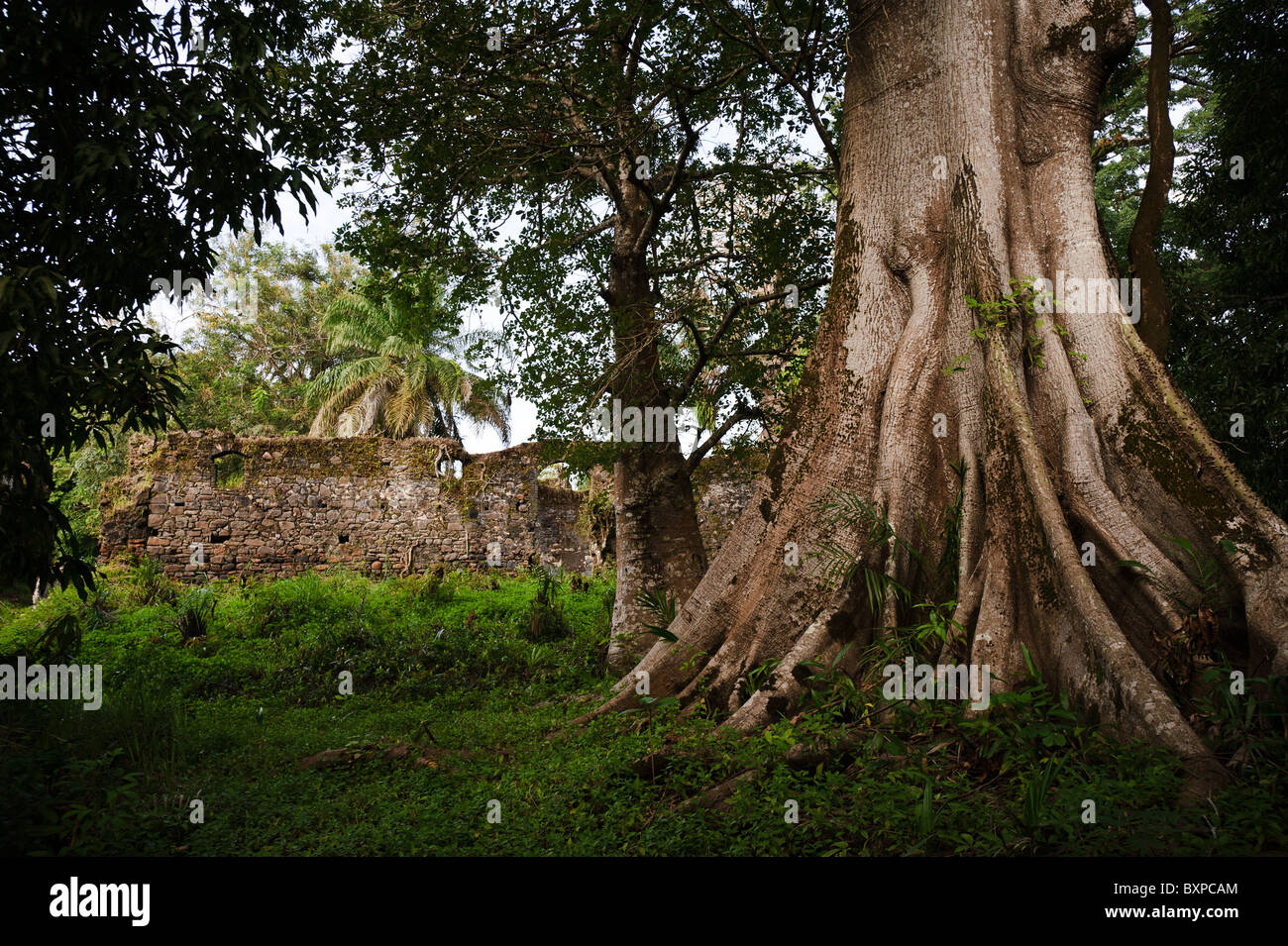 Buttressed tree and ruined walls, Bunce Island, Sierra Leone. Stock Photo